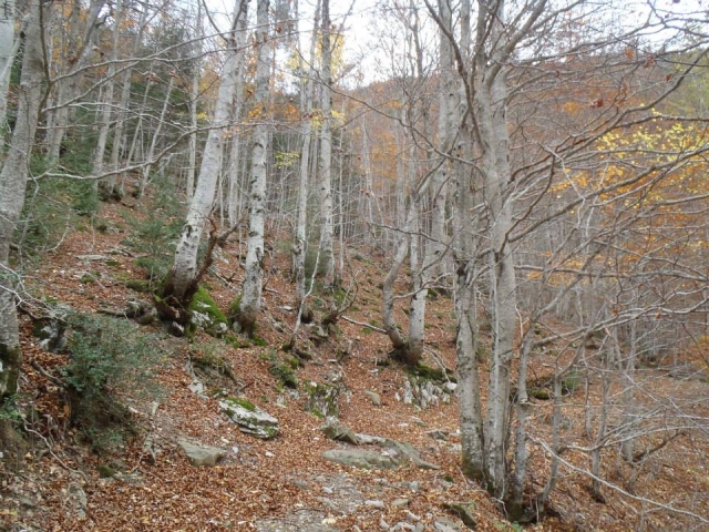  Forest of the Cuenca mountain range, trail route 